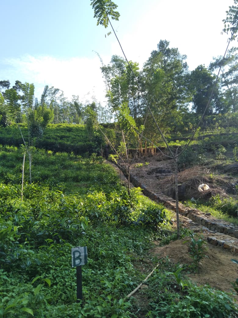 Tea Garden